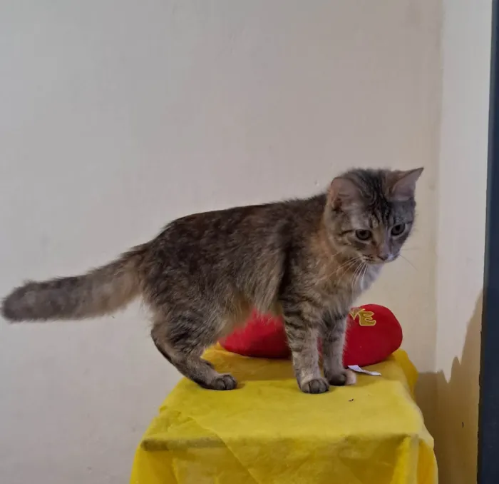 Gato ra a SRD-ViraLata idade 7 a 11 meses nome Liz