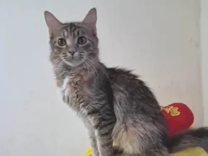 Gato raça SRD-ViraLata idade 7 a 11 meses nome Liz