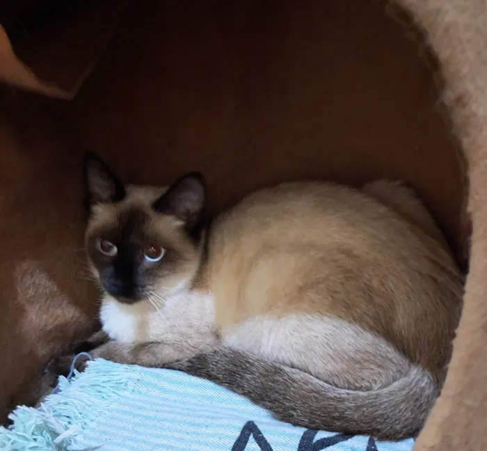 Gato ra a SRD-ViraLata idade 2 a 6 meses nome Olivia