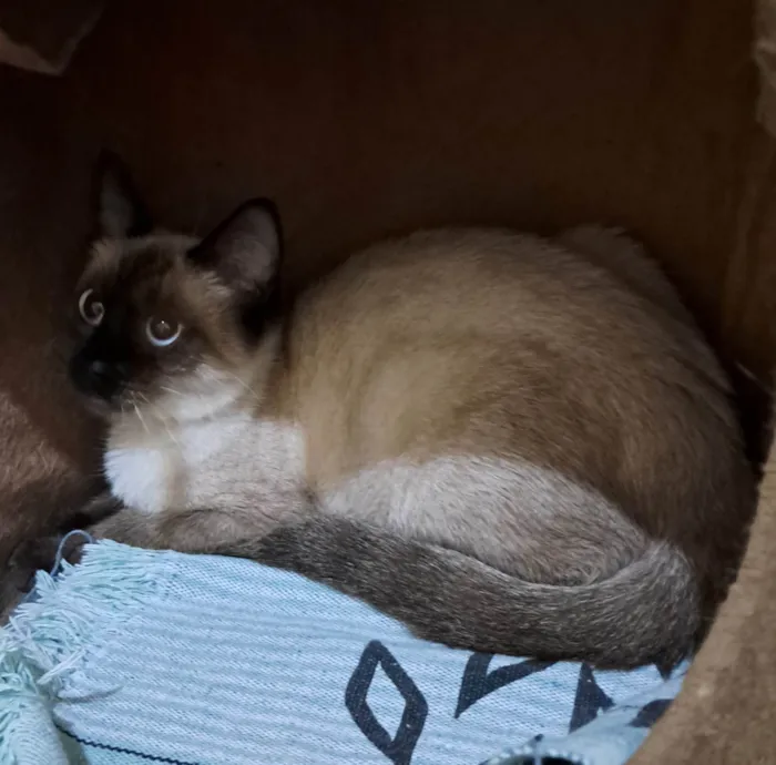 Gato ra a SRD-ViraLata idade 2 a 6 meses nome Olivia
