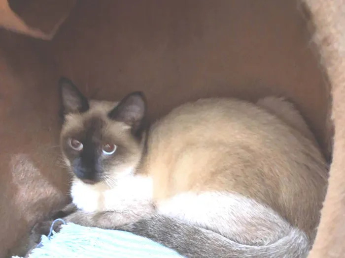 Gato ra a SRD-ViraLata idade 2 a 6 meses nome Olivia