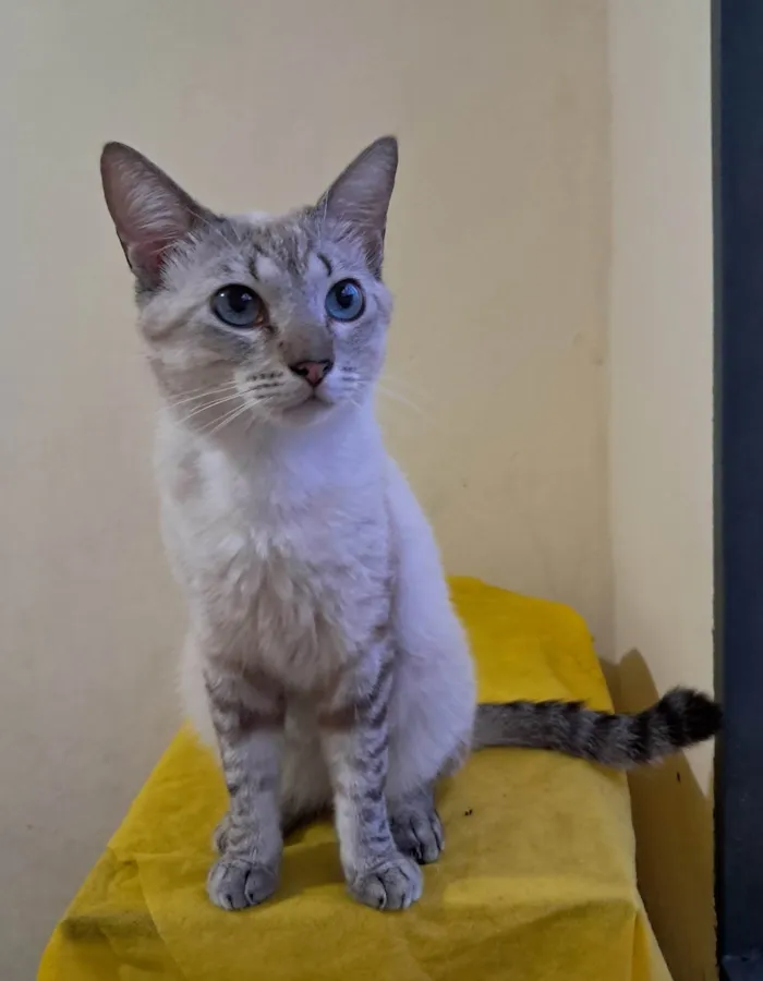 Gato ra a SRD-ViraLata idade 1 ano nome Toni