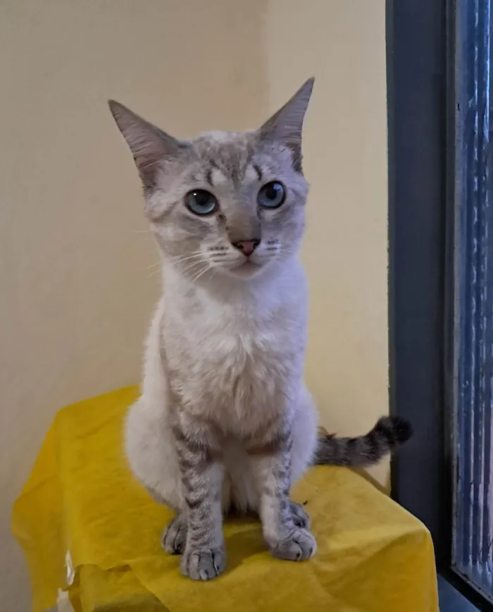 Gato ra a SRD-ViraLata idade 1 ano nome Toni