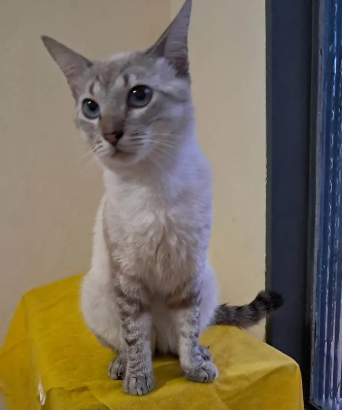 Gato ra a SRD-ViraLata idade 1 ano nome Toni