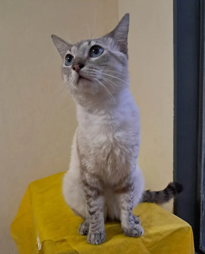 Gato ra a SRD-ViraLata idade 1 ano nome Toni