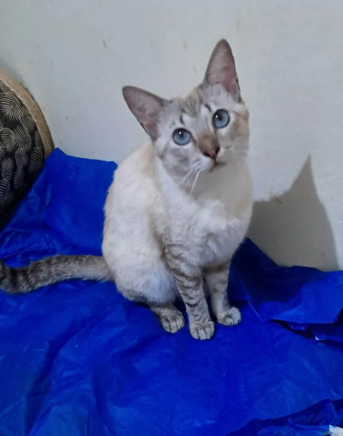 Gato ra a SRD-ViraLata idade 1 ano nome Toni