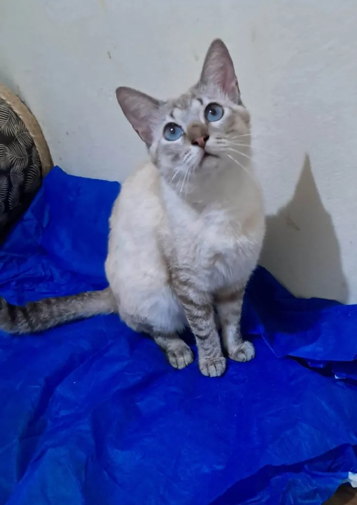 Gato ra a SRD-ViraLata idade 1 ano nome Toni