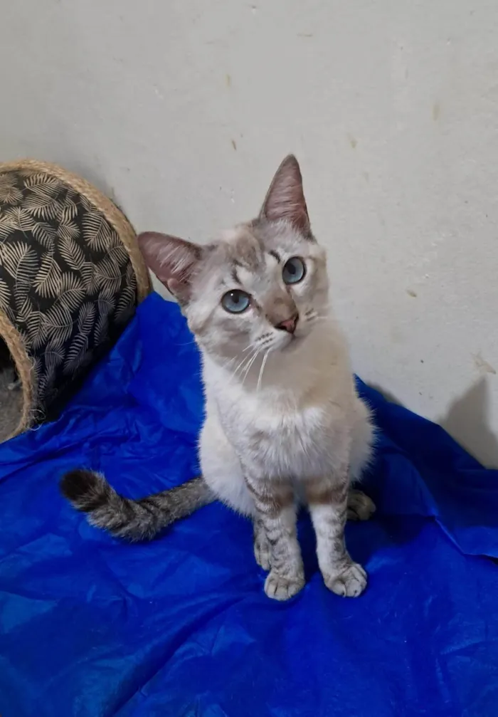 Gato ra a SRD-ViraLata idade 1 ano nome Toni