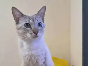 Gato raça SRD-ViraLata idade 1 ano nome Toni