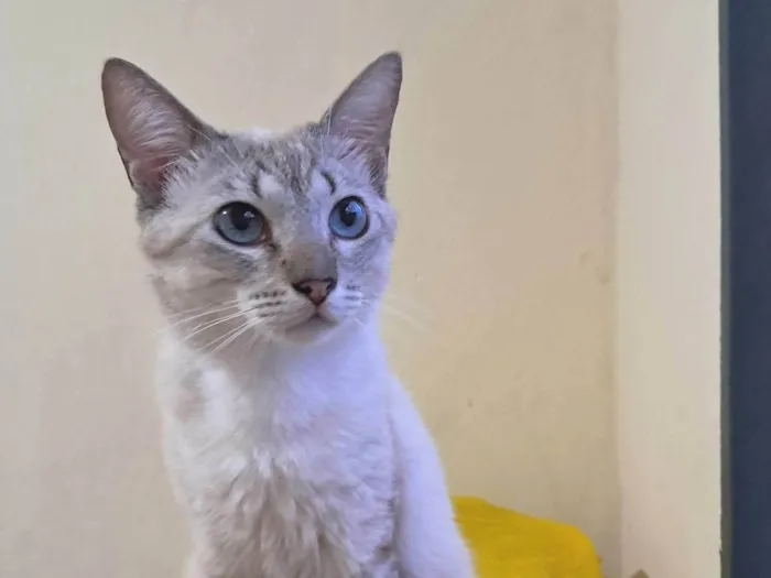 Gato ra a SRD-ViraLata idade 1 ano nome Toni