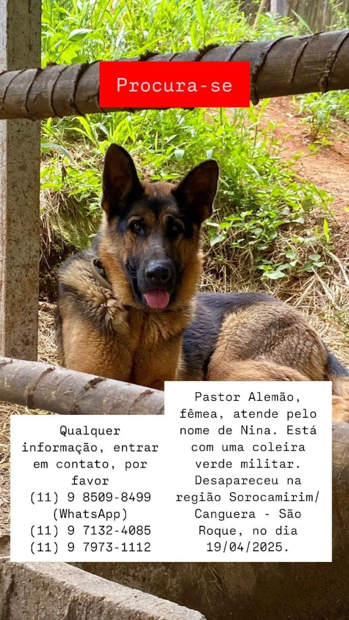 Cachorro ra a Pastor Alemão idade 3 anos nome Nina