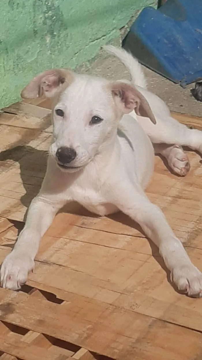 Cachorro ra a SRD-ViraLata idade 2 a 6 meses nome Max