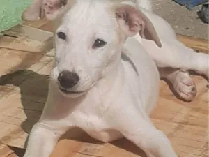 Cachorro raça SRD-ViraLata idade 2 a 6 meses nome Max