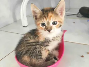 Gato raça SRD-ViraLata idade Abaixo de 2 meses nome Beterraba 