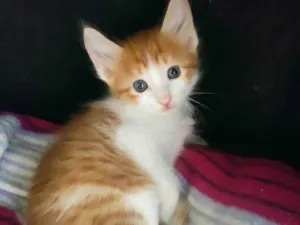 Gato raça SRD-ViraLata idade Abaixo de 2 meses nome Beirute
