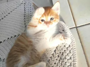 Gato raça SRD-ViraLata idade Abaixo de 2 meses nome Cleitinho