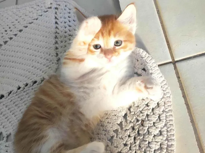 Gato ra a SRD-ViraLata idade Abaixo de 2 meses nome Cleitinho
