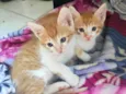 Batata e Baroa