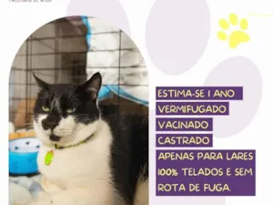 Gato raça SRD-ViraLata idade 1 ano nome Chorão 