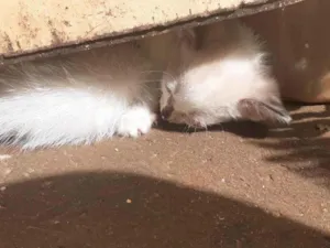 Gato raça SRD-ViraLata idade 2 a 6 meses nome Eva