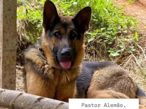 Cachorro raça Pastor Alemão idade 3 anos nome Nina