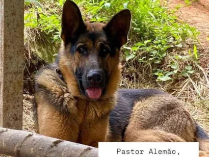 Cachorro raça Pastor Alemão idade 3 anos nome Nina