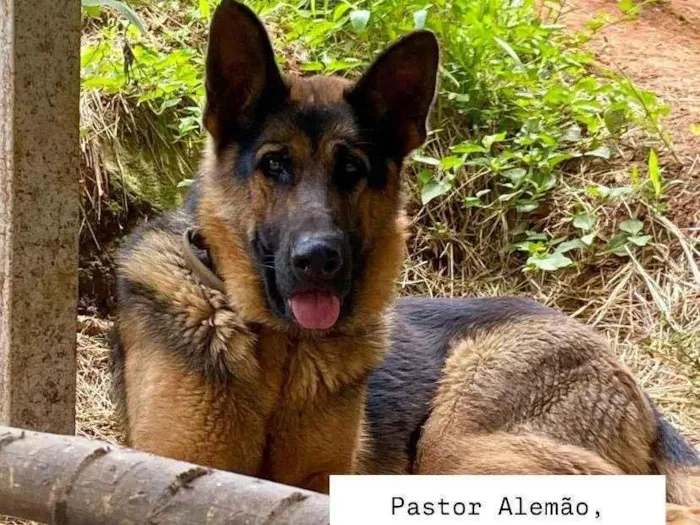 Cachorro ra a Pastor Alemão idade 3 anos nome Nina