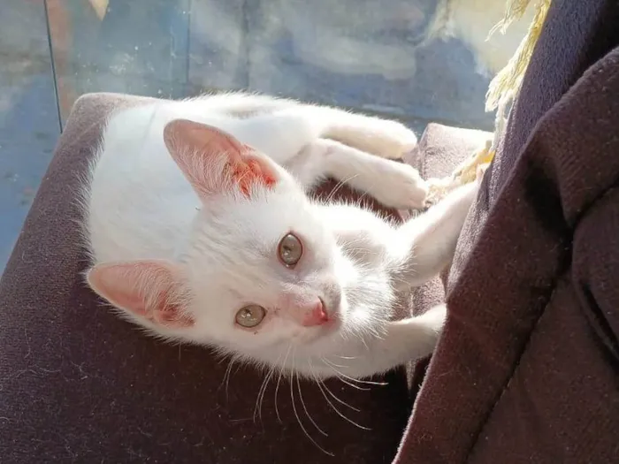 Gato ra a SRD-ViraLata idade 2 a 6 meses nome Branquinho