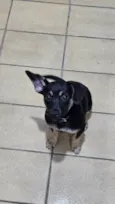 Jake