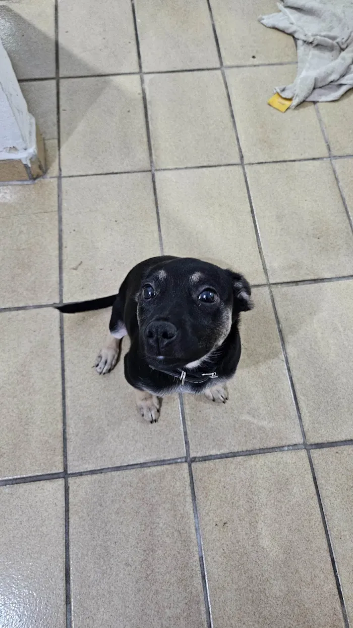 Cachorro ra a SRD-ViraLata idade 2 a 6 meses nome Jake