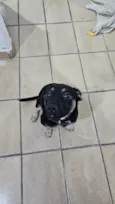 Jake