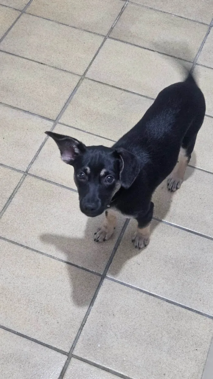 Cachorro ra a SRD-ViraLata idade 2 a 6 meses nome Jake