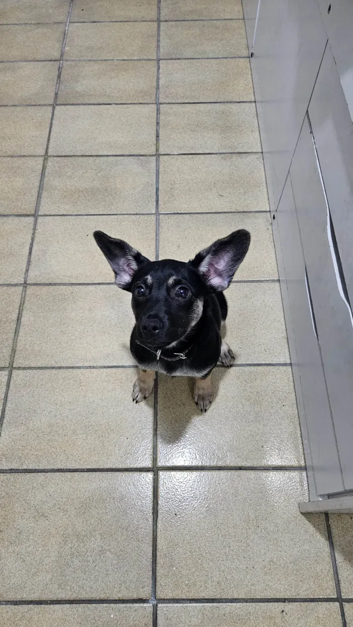 Cachorro ra a SRD-ViraLata idade 2 a 6 meses nome Jake
