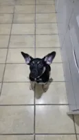 Jake