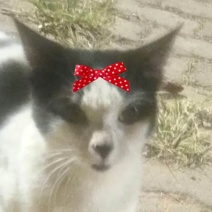 Gato ra a SRD-ViraLata idade 2 a 6 meses nome Nicole 