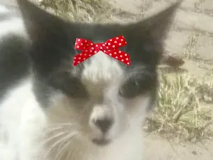 Gato raça SRD-ViraLata idade 2 a 6 meses nome Nicole 