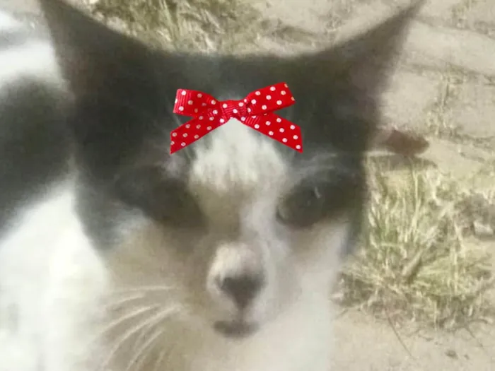 Gato ra a SRD-ViraLata idade 2 a 6 meses nome Nicole 