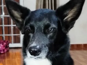 Cachorro raça Pastor Alemão idade 7 a 11 meses nome Zeus 