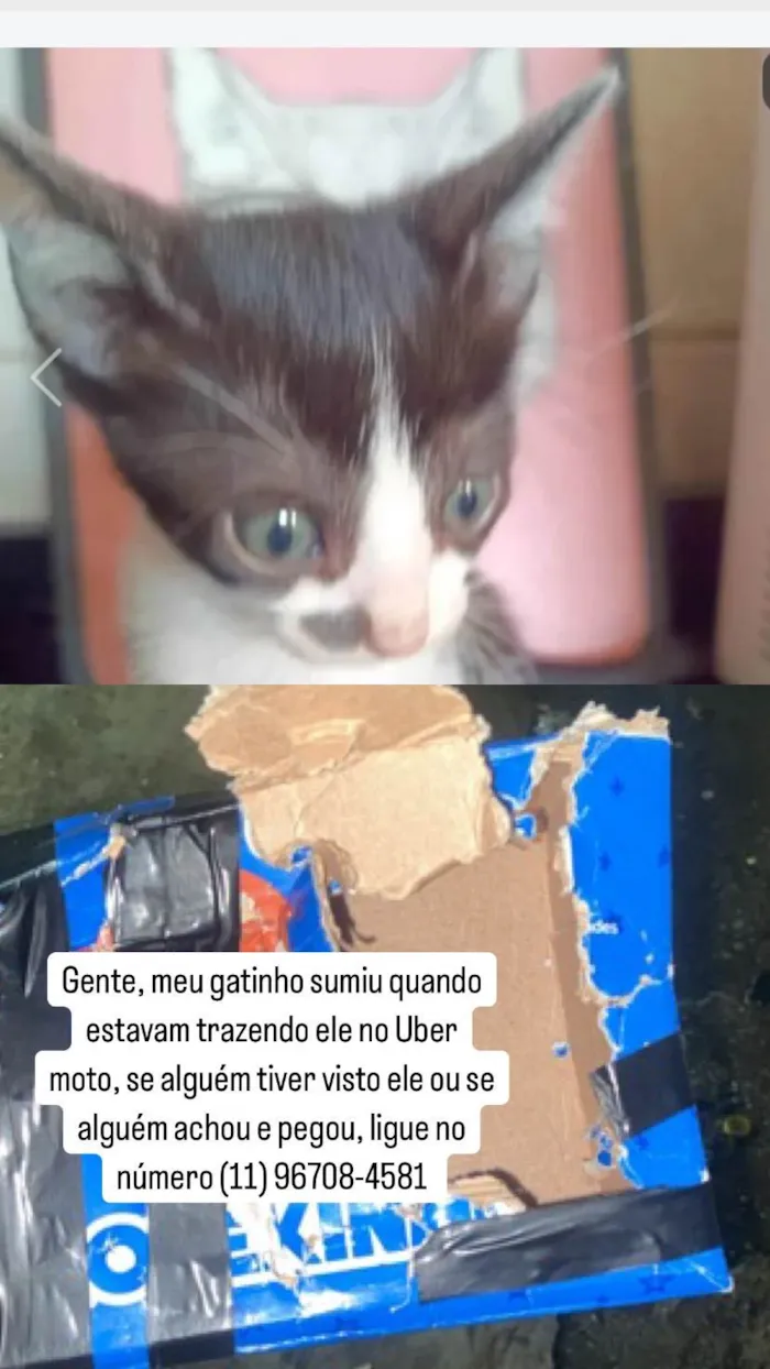 Gato ra a SRD-ViraLata idade 2 a 6 meses nome Conan