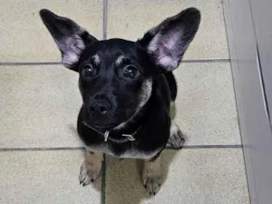 Cachorro raça SRD-ViraLata idade 2 a 6 meses nome Jake