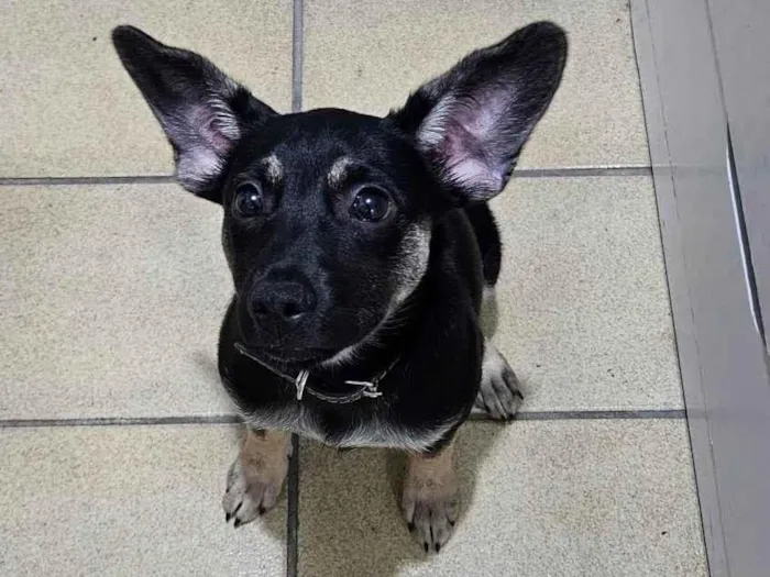 Cachorro ra a SRD-ViraLata idade 2 a 6 meses nome Jake