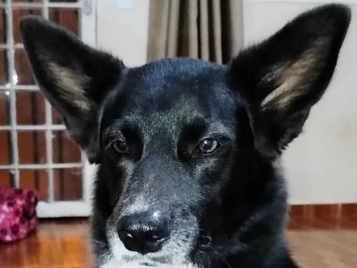 Cachorro ra a Pastor Alemão idade 7 a 11 meses nome Zeus 