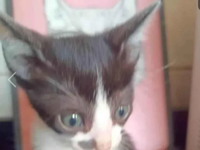 Gato ra a SRD-ViraLata idade 2 a 6 meses nome Conan