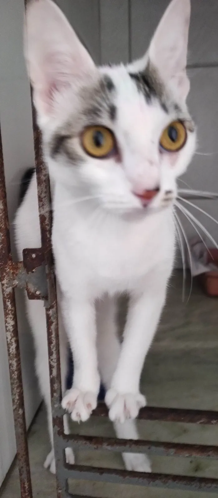 Gato ra a SRD-ViraLata idade 2 a 6 meses nome Melina