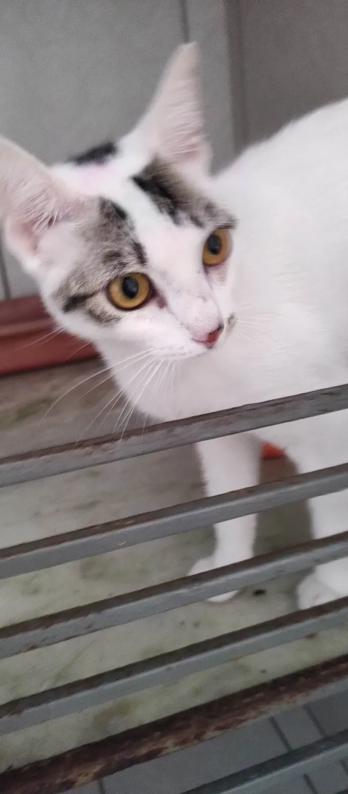 Gato ra a SRD-ViraLata idade 2 a 6 meses nome Melina