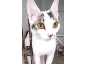 Gato raça SRD-ViraLata idade 2 a 6 meses nome Melina