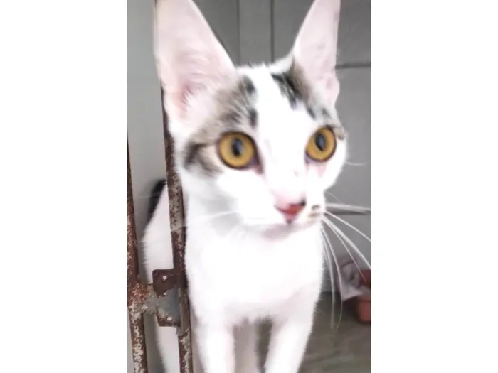 Gato ra a SRD-ViraLata idade 2 a 6 meses nome Melina