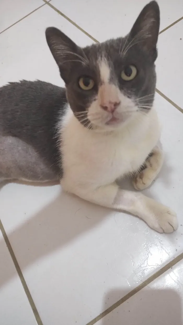 Gato ra a SRD-ViraLata idade 7 a 11 meses nome Valente