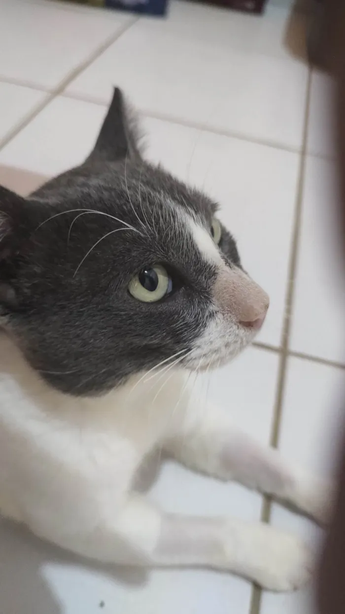 Gato ra a SRD-ViraLata idade 7 a 11 meses nome Valente