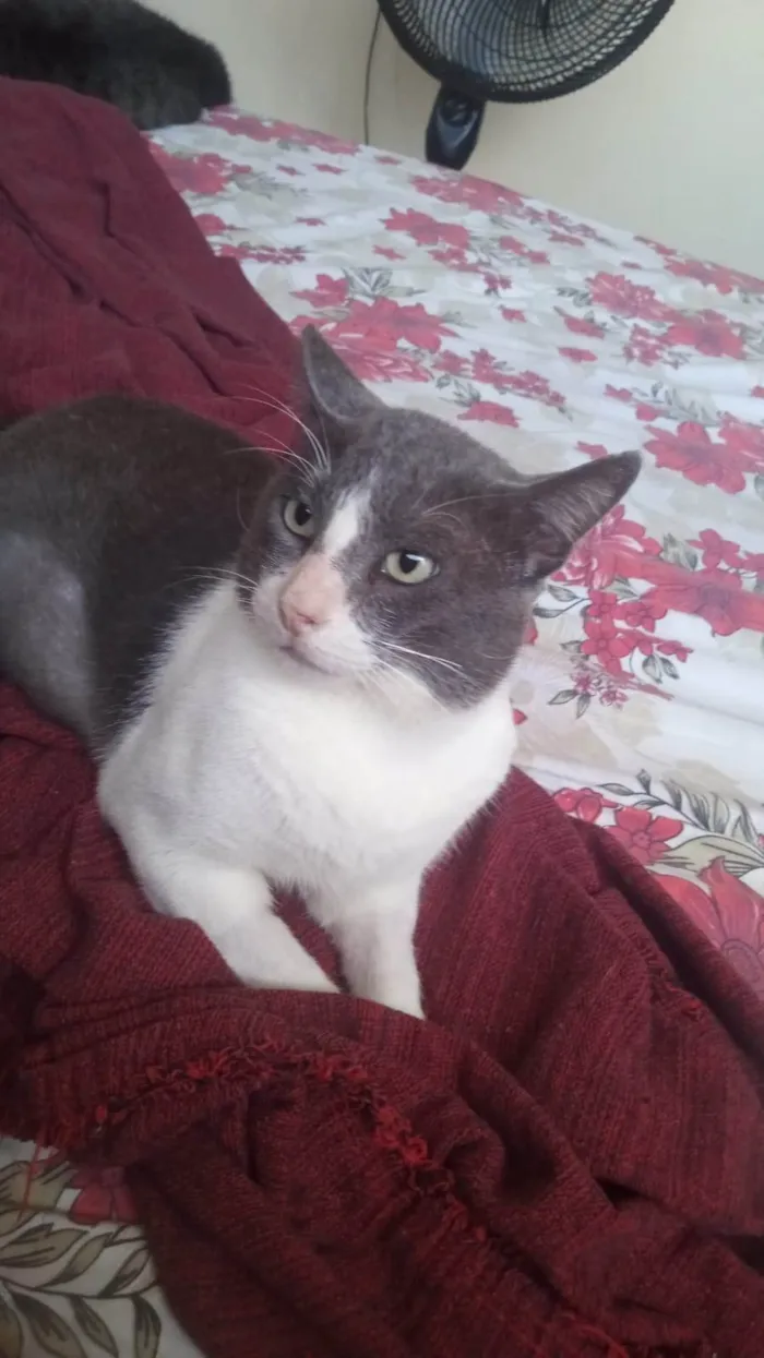 Gato ra a SRD-ViraLata idade 7 a 11 meses nome Valente